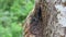 Stingless bees flying in and out from Stingless bee nest side view