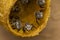 Stingless bees stand front of nest, Stingless bees gathered on nest hole, close up stingless bee on nest, Thailand