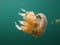 Stingless Jellyfish, Togean Islands