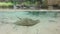 Stingray in the aquarium of a zoo