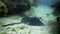 Stingray on background of underwater landscape Caribbean Sea.