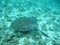 Stingray in belize central america