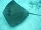 Stingray in belize central america