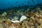 Stingray camouflaged on the Maldives.