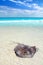 Stingray Dasyatis americana in Caribbean beach