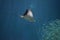 Stingray Diving Deep Towards a School of Fish