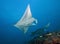 Stingray floating freely underwater in Maldives