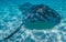 Stingray in the Grand Cayman, Cayman Islands