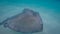 Stingray in the Grand Cayman, Cayman Islands