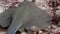 A stingray hiding among sand and tiny pebbles.