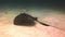 Stingray hovers above sea floor in search of food