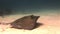 Stingray hovers above sea floor in search of food
