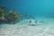 Stingray on sand next to rocky reef