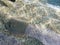 Stingray in shallow ocean water