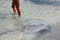 Stingray in Shallow Water