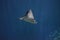 Stingray with a Short Stinger Moving Along Underwater