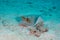 A stingray sits on the sand at the Reef