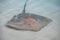 Stingray swam to shore to enjoy a delicious meal
