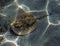 Stingray swimming along grass in Bahamian water.