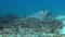 Stingray swimming over coral reef