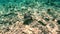 A Stingray Swimming on the sandy bottom of the ocean