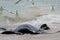 Stingray swimming in the shallow shore at Hamelin Bay, Western A