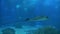 Stingray Swimming Underwater, Life In The Ocean