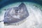 Stingray Swimming on White Sand Bottom in Bahamas