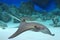 Stingray swims in aquarium