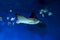 Stingray swims in the blue water surrounded by fish.