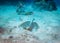 Stingray underwater behaviour