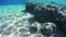 Stingray Underwater on Coral Reefs in the Red Sea, Egypt