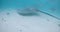 Stingray underwater in French Polynesia or Maldives. Sting ray swim with fishes in ocean