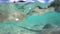 Stingray underwater video of wildlife nature in French Polynesia, Bora, Bora