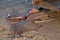 Stingrays from fishing boats placed on cement floor