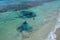 Stingrays at Hamelin Bay