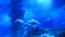 Stingrays and Sand Tiger Sharks floating overhead in oceanarium