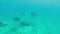 Stingrays swim in azure water of ocean close to sandy bottom