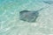 Stingrays swim in crystal clear water in Fulidhoo island beach, Maldives