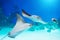 Stingrays swim underwater in the warm tropical seas of the Pacific Ocean