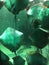 Stingrays swimming in a pool with others in a group