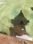 Stingrays swimming in a pool with others in a group