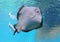 Stingrayswimming gliding underwater underneath of body showing