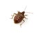 Stink Bug