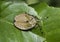 Stink bug, or bronze orange bug