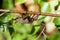 Stink Bug (Bronze Orange Bug) on a Birch Branch