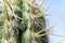 Stink bug on a cactus , close up of a bug.