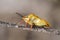 Stink Bug (Carpocoris fuscispinus)