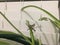 Stink Bug on an indoor plant