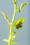 Stink bug nymphs on the underside of Mustard plant leaf